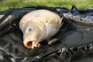 Testovanie nových boilies – Gulp Carp 9