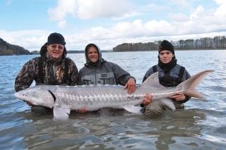 Fero, Chris a Adam pózujú s 239 cm jeseterom bielym.