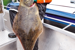 Halibut 136 cm.