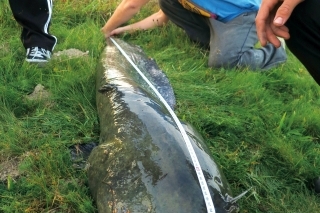 Odhadom 30 - 40 kg ťažký a 175 cm dlhý obor...