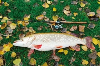 Viktorova vypasená 12,20 kg zubaňa.