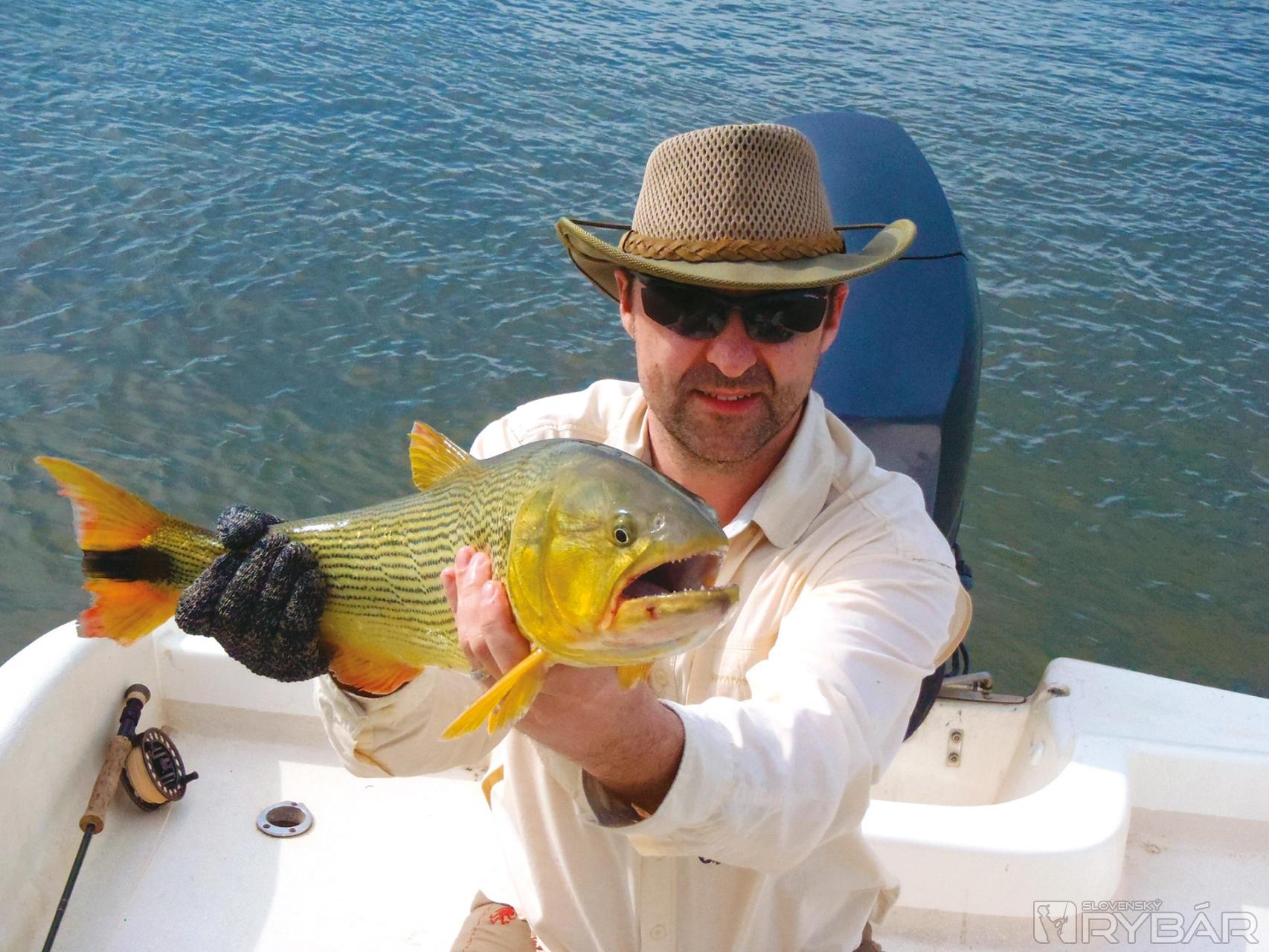 Pavlovo dorado dĺžky 60 cm.