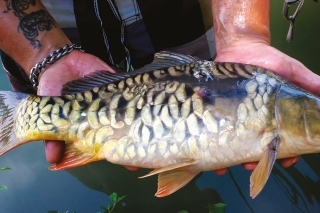 Sen s názvom WILD LAKE 4