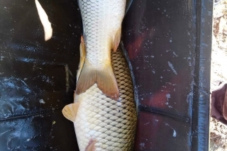 Double.