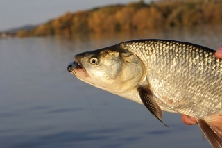 Sĺňavský boleň.