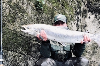 „Čerstvá“ strieborná ryba, ktorá zvláda 30 km z mora za 1.5 dňa.