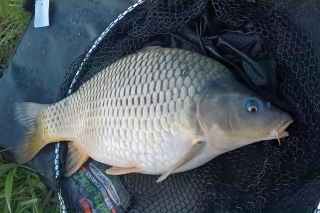Bojovný šupináč okolo 3 kg.
