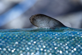 Typická tuková plutvička je znakom toho, že patria do čeľade lososovitých rýb.