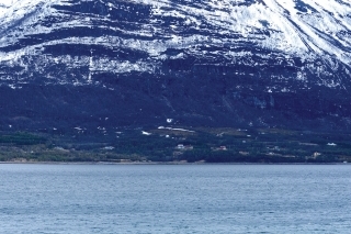 Soby sa vyskytujú vo veľkých stádach pozdĺž mnohých severonórskych fjordov.