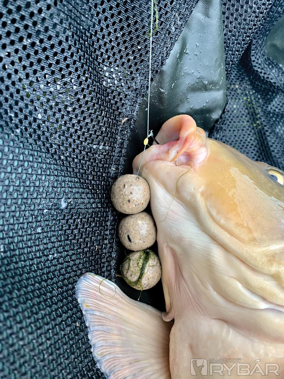 Kapry s obrovským 
apetítom nemali problém
„zobkať“ boilies 3 × 24 mm.