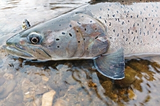 Hlavátka - kráľovná rybárskychsŕdc