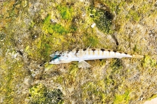 Diamond lizardfish (Synodus synodus).