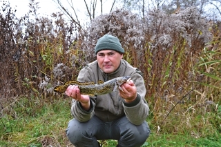 Mieň - zabudnutý kráľ chladných vôd