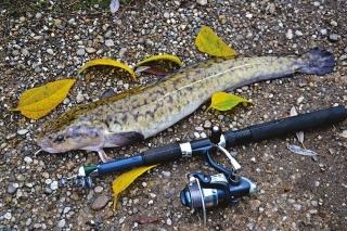 Úlovok takmer 60 cm mieňa z Hrona – výsledok dobrého obhospodarovania vôd.