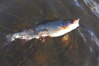 Rieka Orava voľakedy a dnes 8