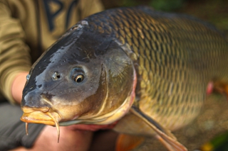 Ružínska Carpstory „Last dance“