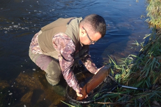 Naša výnimočná ryba – hlavátka podunajská, 1. časť 7