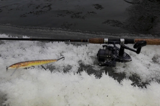 Naša výnimočná ryba – hlavátka podunajská, 1. časť 8