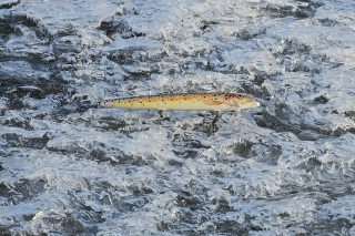 Naša výnimočná ryba – hlavátka podunajská, 1. časť 10