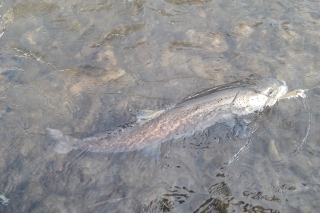Naša výnimočná ryba – hlavátka podunajská, 1. časť 11