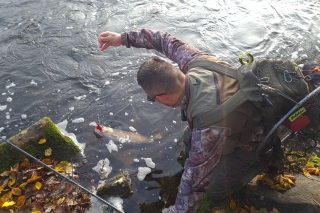 Naša výnimočná ryba – hlavátka podunajská, 1. časť 14