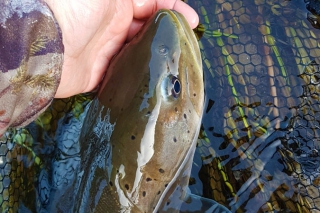 Naša výnimočná ryba – hlavátka podunajská, 1. časť 15