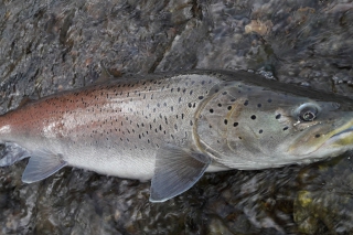 Naša výnimočná ryba – hlavátka podunajská, 1. časť