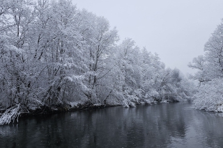 Naša výnimočná ryba – hlavátka podunajská, 1. časť 2