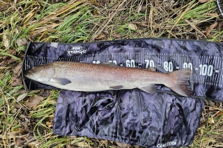 Naša výnimočná ryba – hlavátka podunajská, 1. časť 3