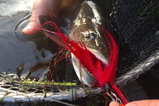 Naša výnimočná ryba – hlavátka podunajská, 1. časť 4