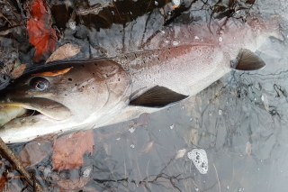 Naša výnimočná ryba – hlavátka podunajská, 1. časť 6
