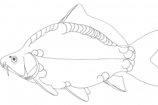 Vysokotelová forma - lysec.