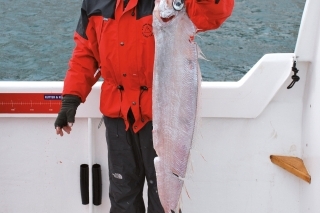Trachipterus-arcticus.