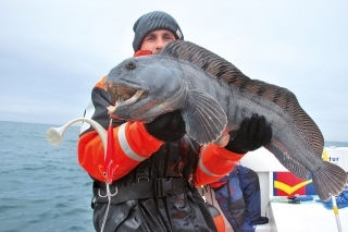 “Wolffish” - 90 cm.
