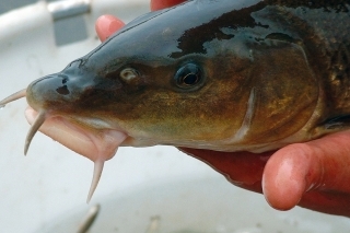 Mrena severná (Barbus barbus)