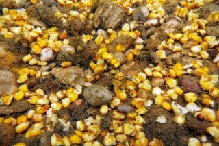 Kukuricou kŕmim najmä na štrkových laviciach, ktoré sa nachádzajú v plytších partiách jazier.