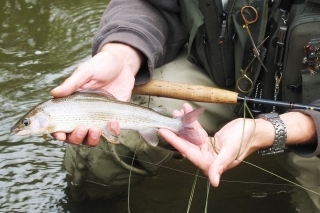CDC Emerger 2