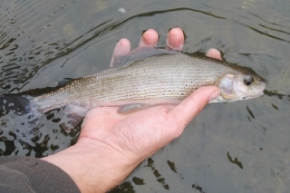 CDC Emerger 4