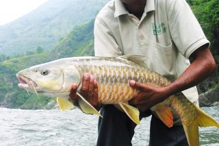 Takmer desaťikilový mahseer.