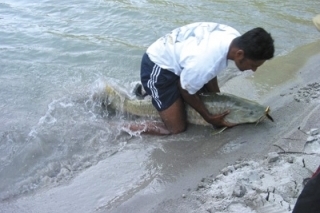 Mahseer - himalájsky tarpon