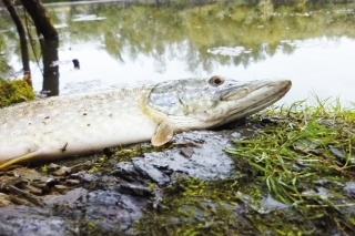 Oklamaný dravec z ramena.