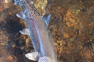 Pstruh dúhový dorastá v aljašských riekach bežne cez 50 cm.