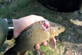 Typický kráter vo svalovine, keď sa do rany dostala bakteriálna infekcia.