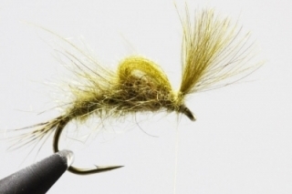 CDC Emerger