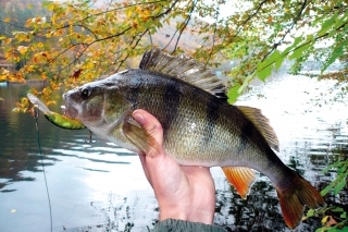 Ukážkový jesenný ostriež cez 40 cm.