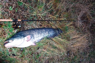 Sumec chytený na 20 cm twister pred zimným oddychom.