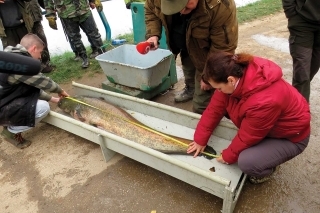 Najväčšie sumce mali vyše 180 cm a vážili cez 50 kg.