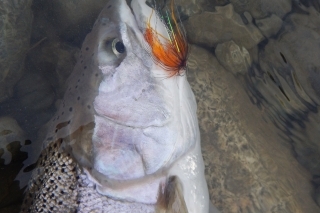 Detail hlavy steelheada.