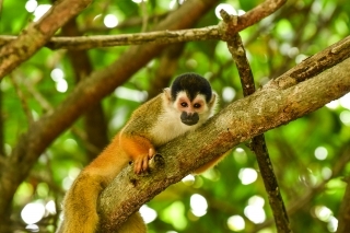 Na polostrove Osa sú opice také dôverčivé, že vám žerú banány z ruky.