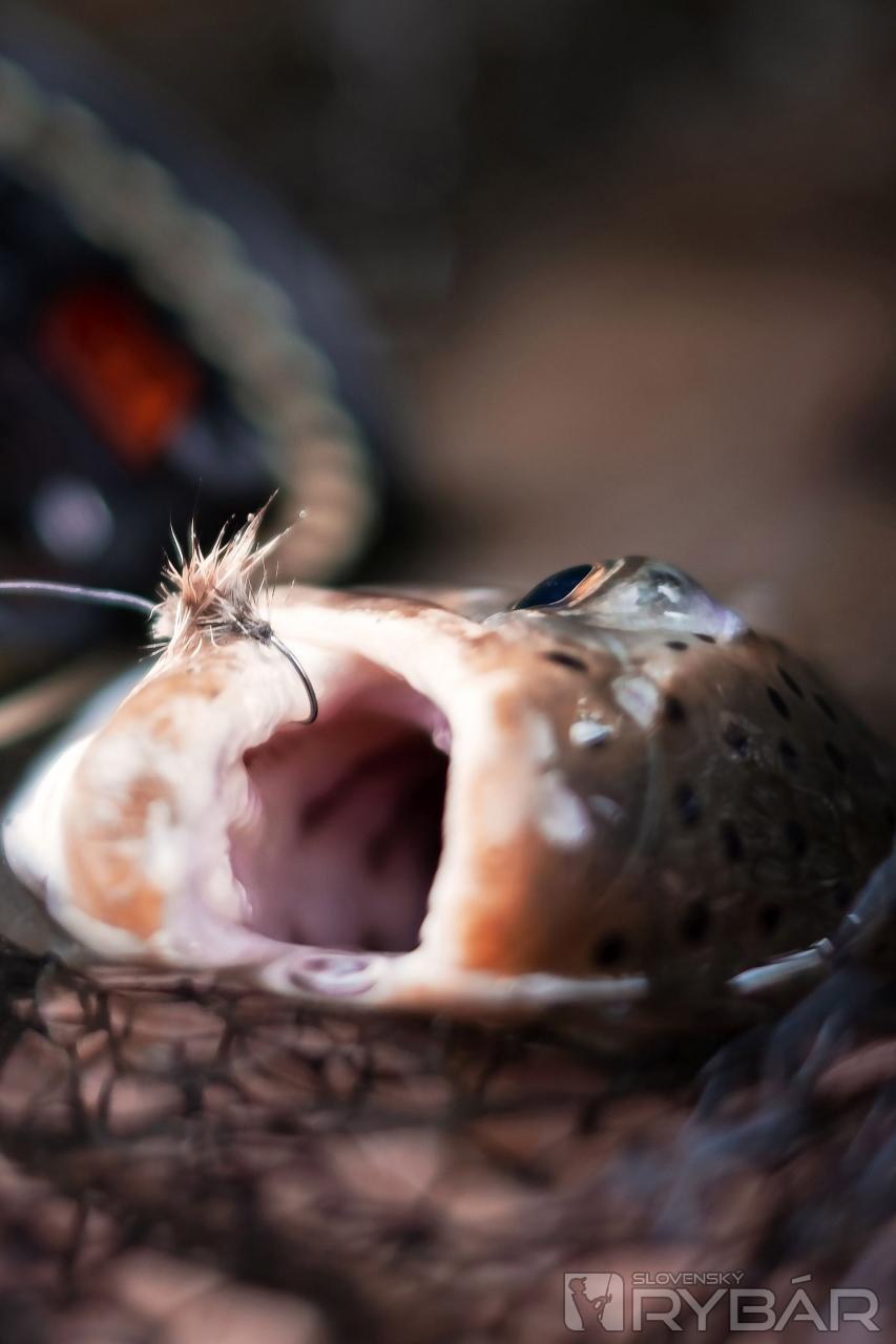 Fly dont die – výzva 2